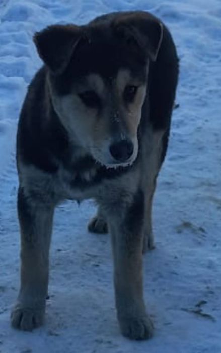 Отдам щенков в добрые руки