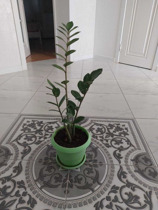 Долларовое дерево (Замиакулькас)