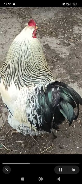 Cocoș de țară, păsări de curte