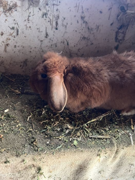 De vanzare 2 Iepuri Berbec German portocaliu ( tatuati).