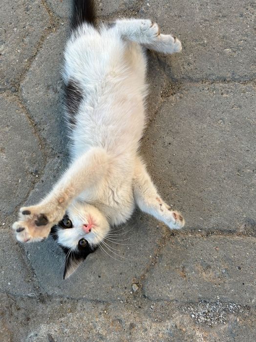 Отдам котенка срочно