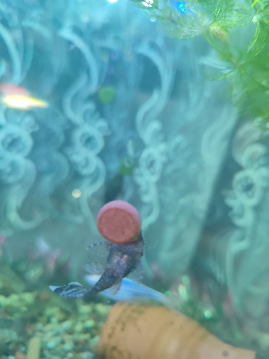 Анцитрус сом аквариумная рыбка