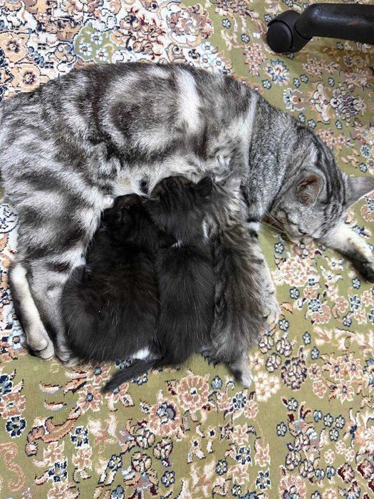 Кошка 1,3 года, прививена, порода скоттиш страйт