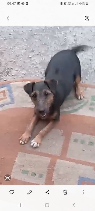 Продам Ягдтейера, девочка.г. Рудный