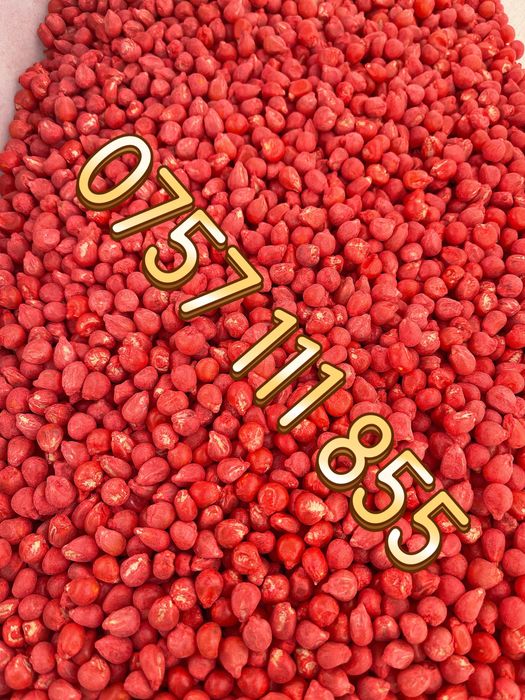 Samanta floarea soarelui si porumb