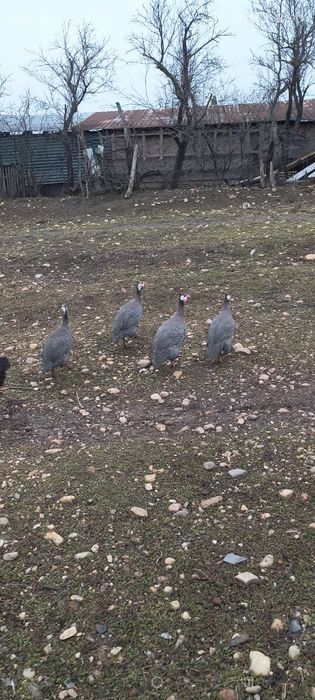 Vănd familie bibilici 3cu1 400lei nu se dau separat