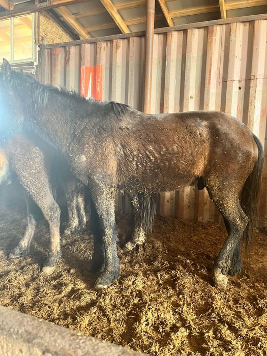 Кунан           .