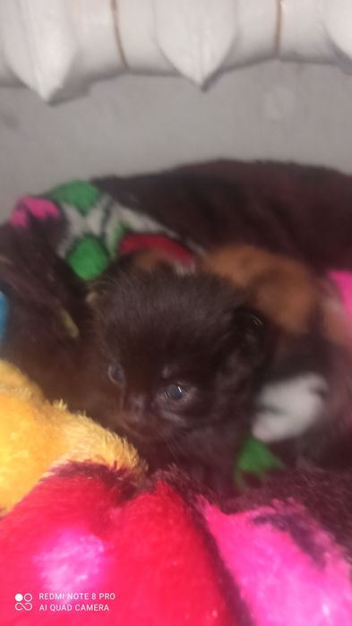 Мысыктын баласы.