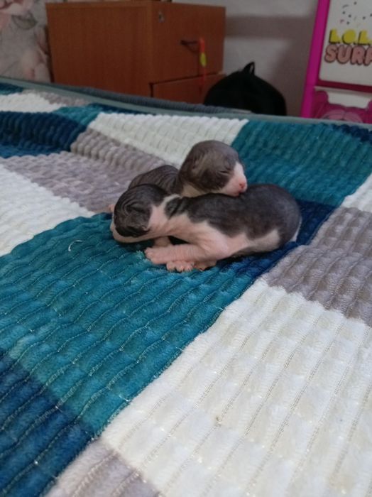 Бронь на сфинкс, чистокровные