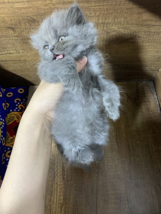 Mushuklar sotiladi Skotish fold