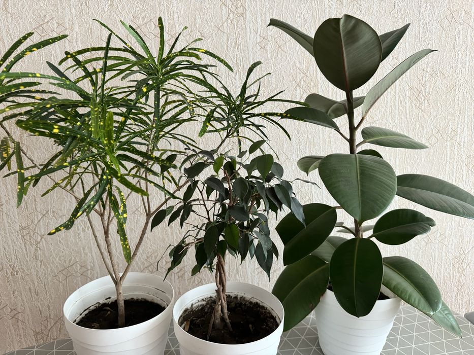 Продам цветы домашние