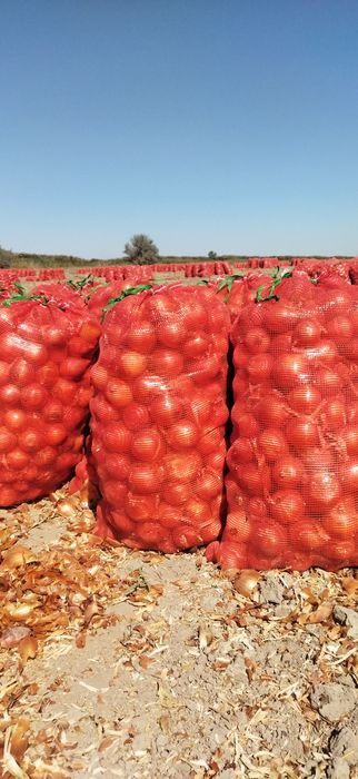 Лук репчатый сорт Манас и Робин