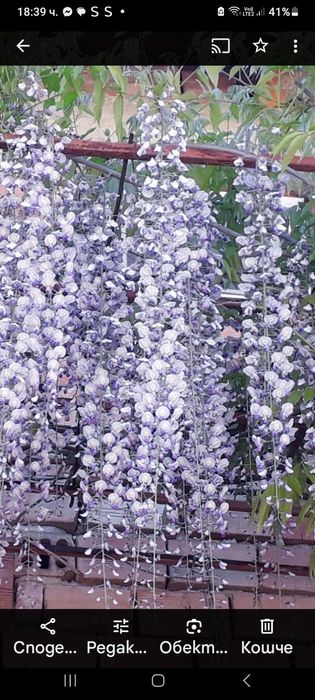 Продавам вкоренени резници на глициния (Wisteria sinensis)