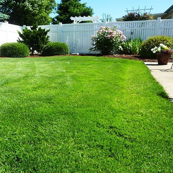 Райграс градинки