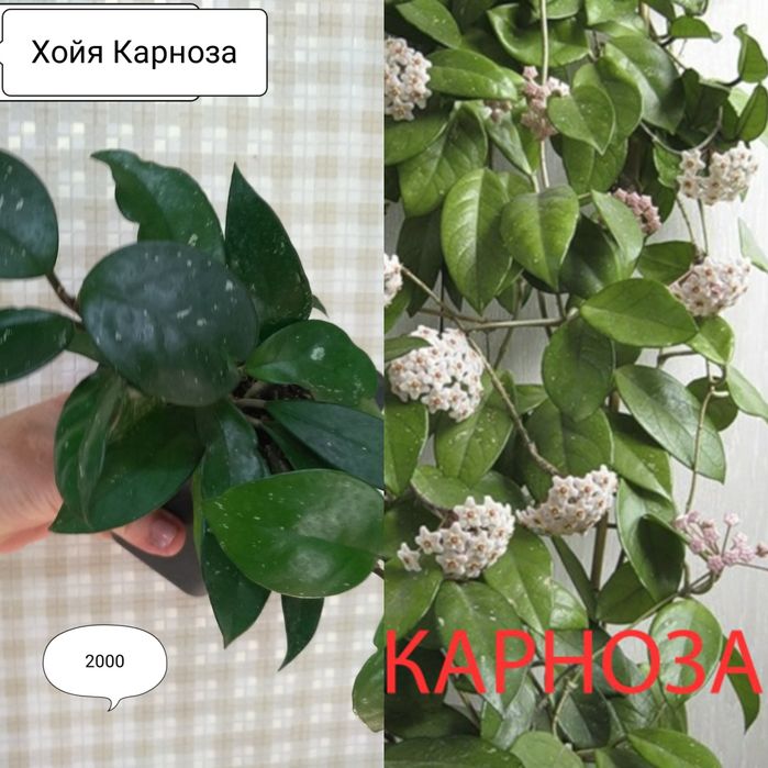 Продам Хойю "Карноза"