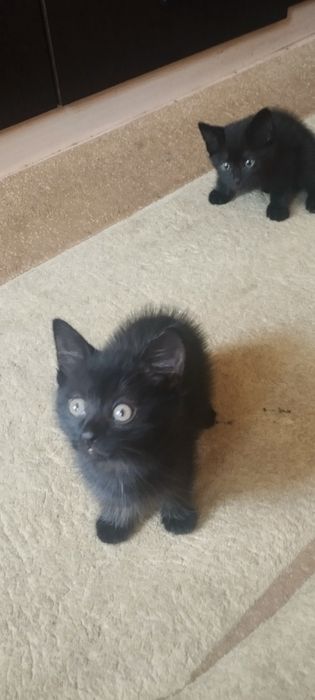 Отдам в добрые руки котят
