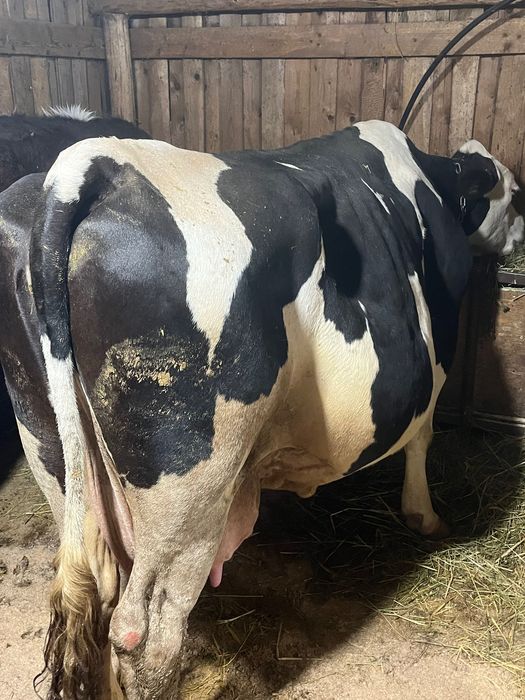 Vand vaca baltata romaneasca