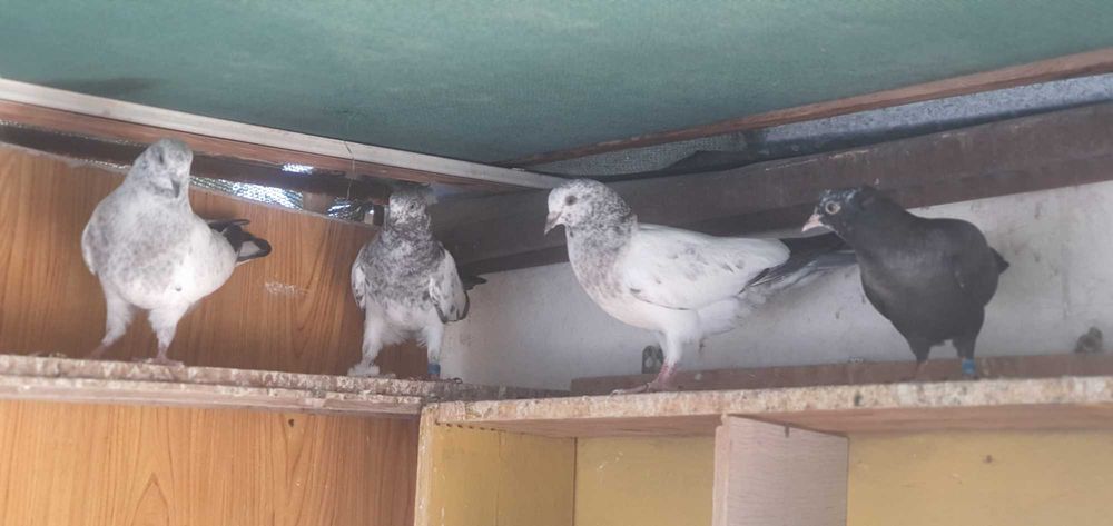 ВЫСОКО-лётных, игровых ИНДОПАКИСТАНСКИХ пискунов. молодых и взрослых.