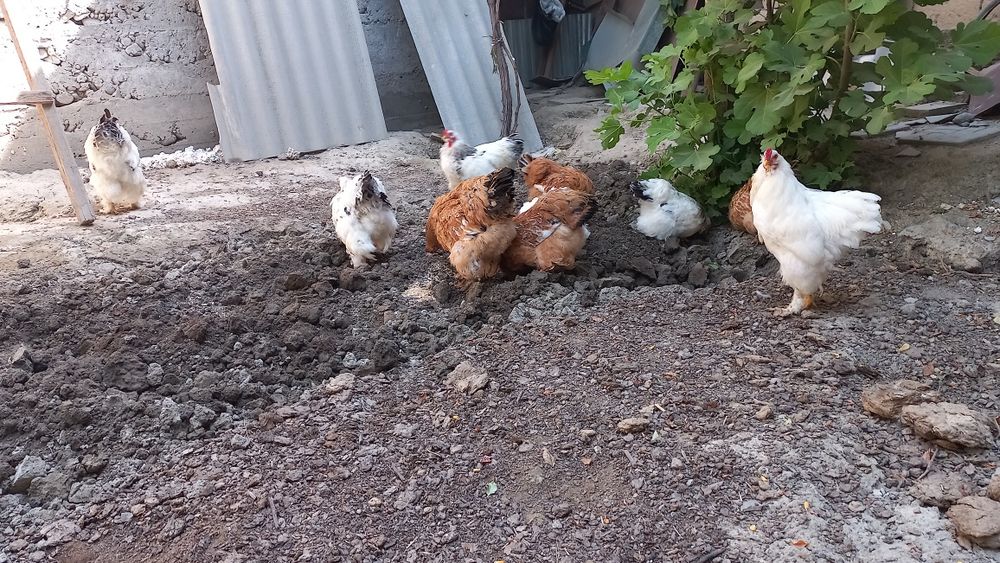 Tovuq sotamiz burama