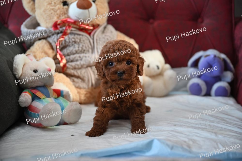 Той Пудел [toy poodle] БАБХ лицензиран развъдник