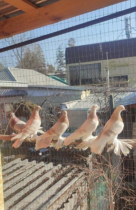 Голуби тасманы племенные