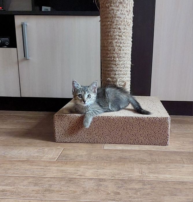 Отдам котенка в добрые руки