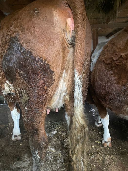 Vând juninci gestante