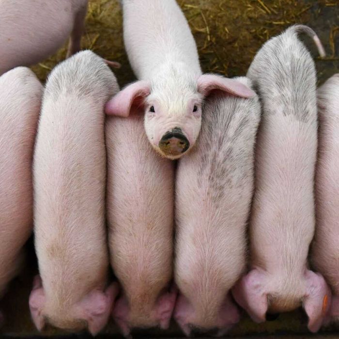 Прасета от 20 до 120кг. от лицензирана ферма. Животни за разплод.