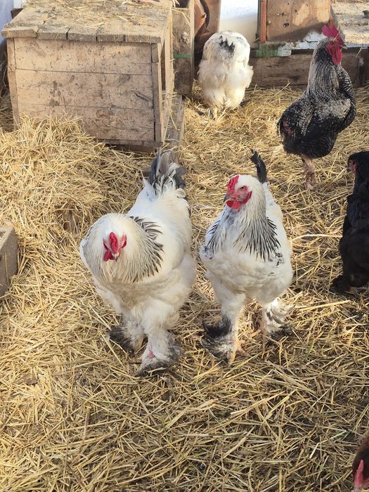 Продам чистопородных петухов Брама