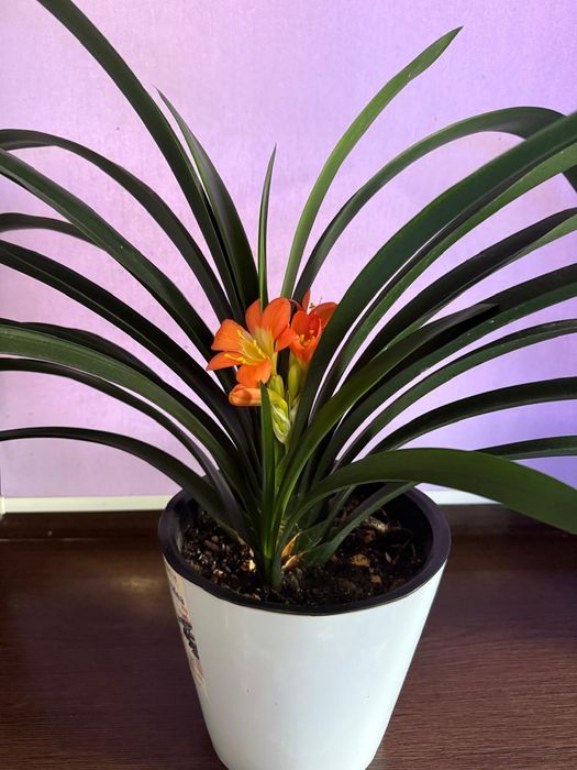 Домашние цветы .