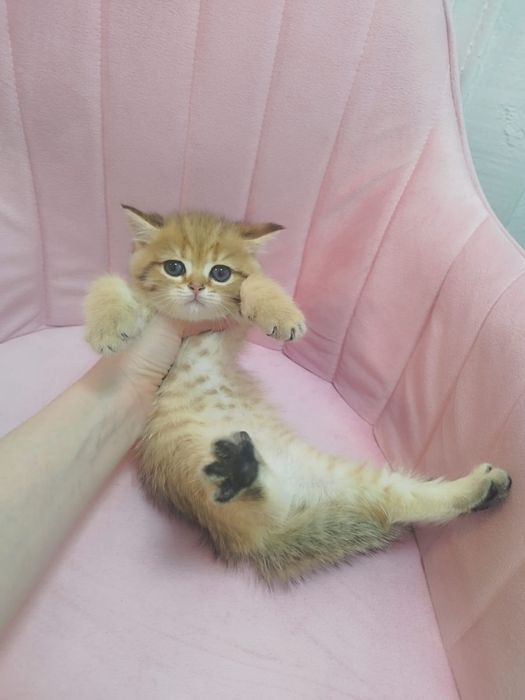 Котята драгоценного окраса