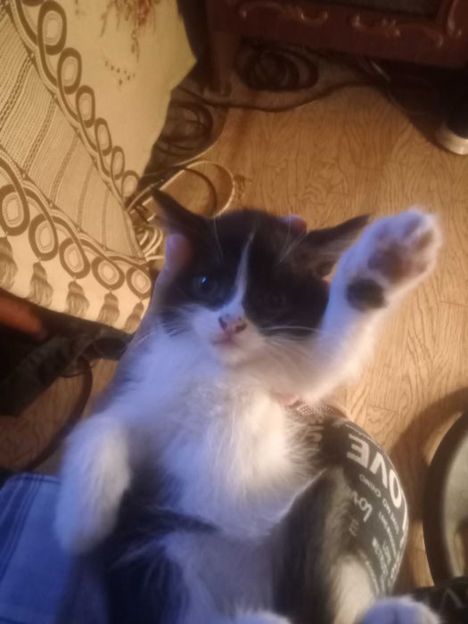 Отдается котенок