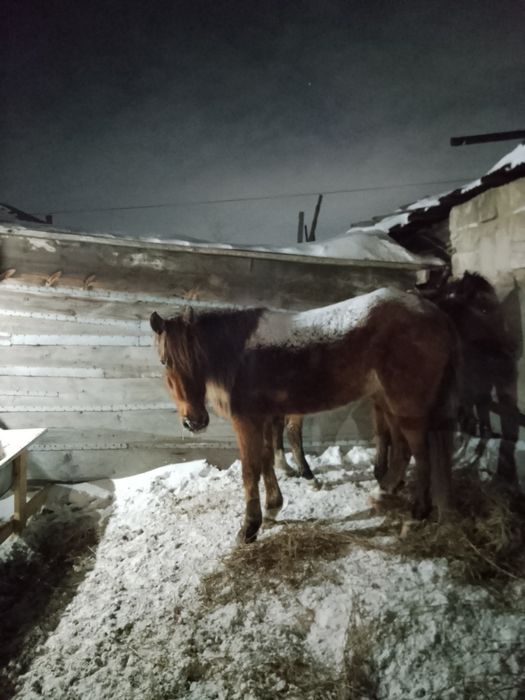 Продам продам Байтал