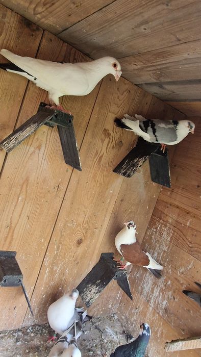 porumbei gălățeni de vânzare