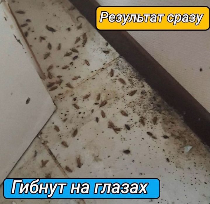 Дезинфекция/ Уничтожение клопов/тараканов/клещей/грызунов Дизенфекция ...