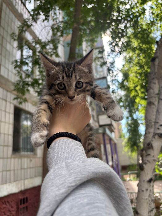Котята бесплатно