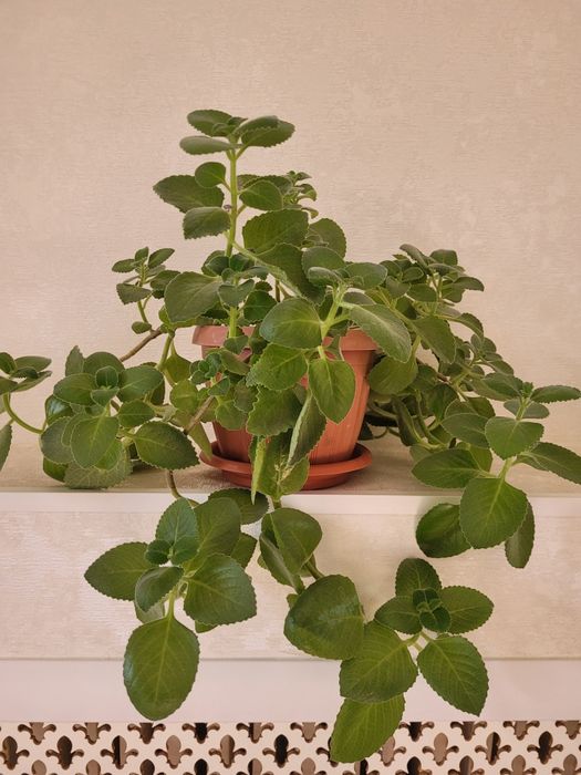 Продам комнатные растений