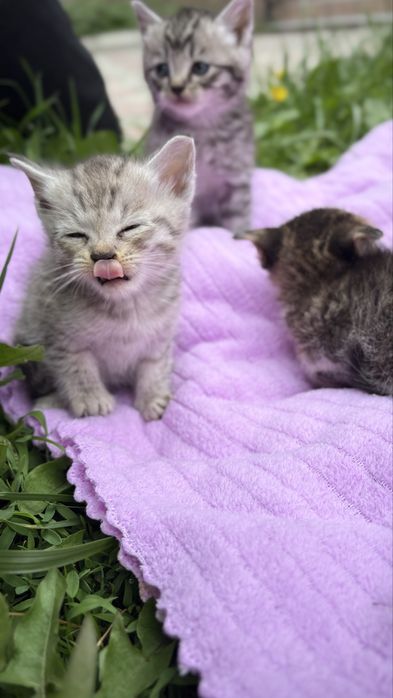 Котята мальчики и девочки в добрые руки