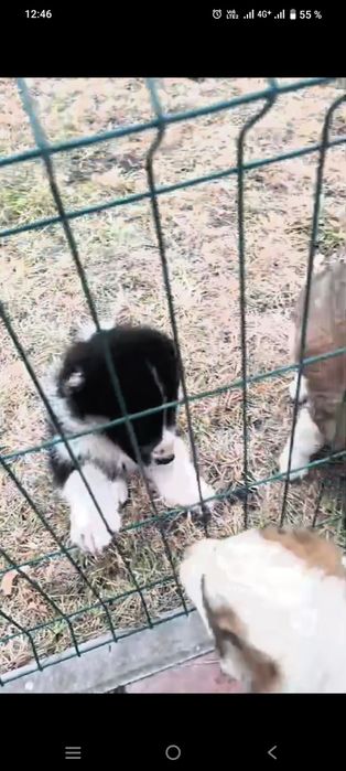 Щенков Алабая, привитые.