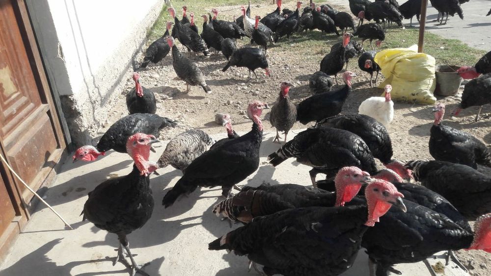 Kurkalar sotiladi optom narxlarda