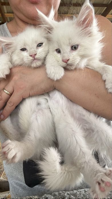 Мейн-куны белые снежата