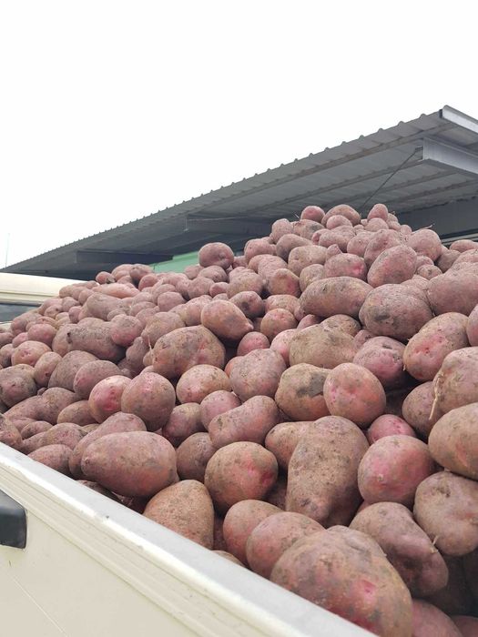 Cartofi Consum cu miez galben