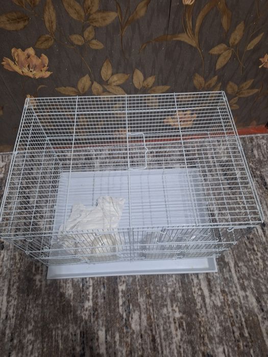 Карелла дубайски поющий пара