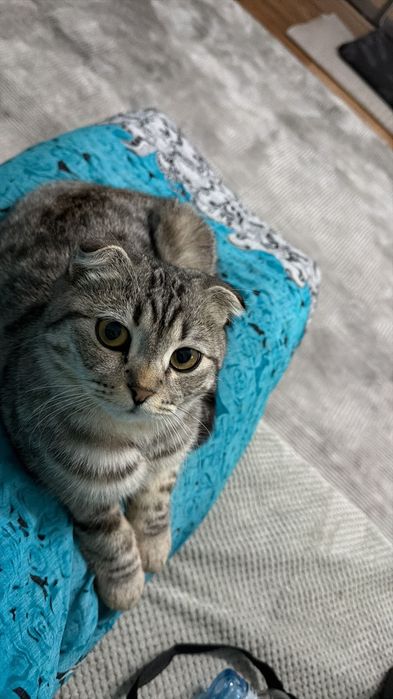 Шотландский вислоухий кот
