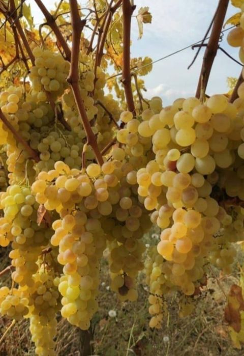 Vând struguri de vin