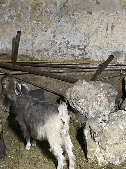 Лақ, сатылады срочно