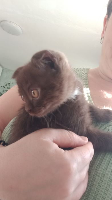 Продам не дорого котят