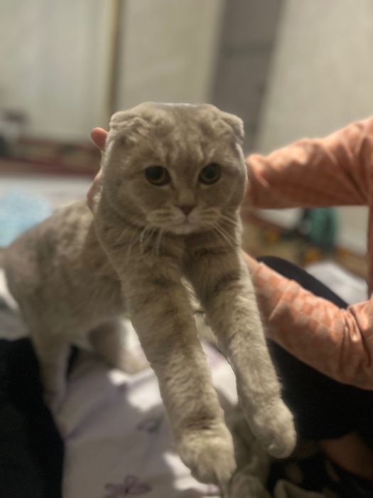 Продам породистого кота