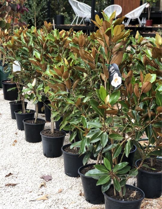 Магнолия уруги, семена магнолии