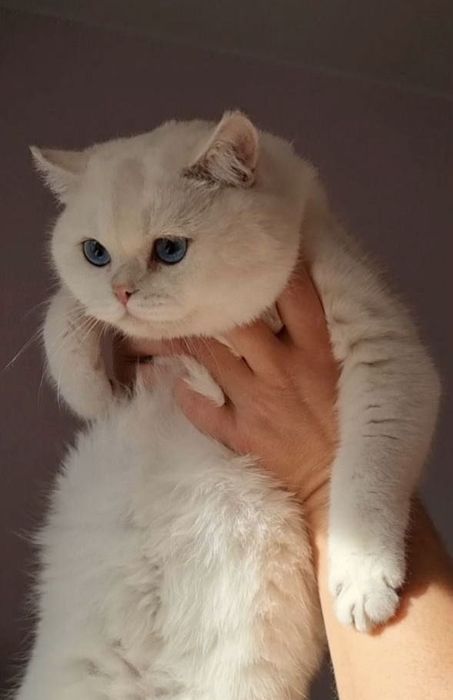 Продается котенки Британский поинт шиншила/ Скоттиш страйт